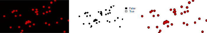 Displaying the original, background, and foreground Images: The original image (left) shows the fluorescent microbeads. The middle image displays the background in white (TRUE) and all objects detected by segmentation in black (FALSE). The right image shows only the foreground (microbeads) after detection through segmentation using the fieldMASK() function.