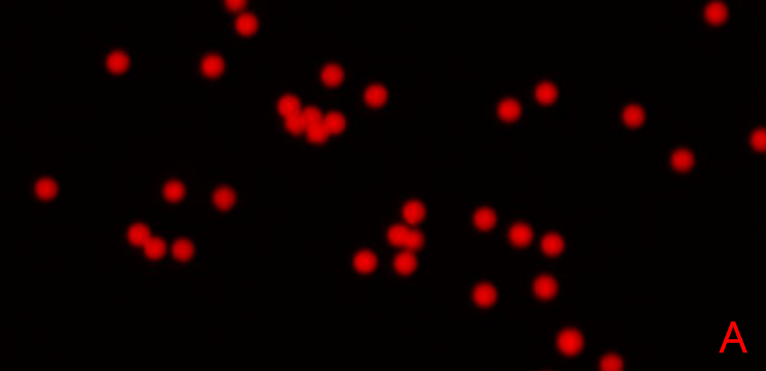 Microbead Detection using biopixR: A) The original image shows red fluorescent microbeads, with the majority appearing as isolated, round, spherical objects. Some microbeads are clustered together or overlapping, forming aggregated structures, while others are partially captured within the image frame. B) In the grayscale microbead image, edges of the microbeads are highlighted in purple, and the labeling ID (value) is displayed at the center of each object in green.