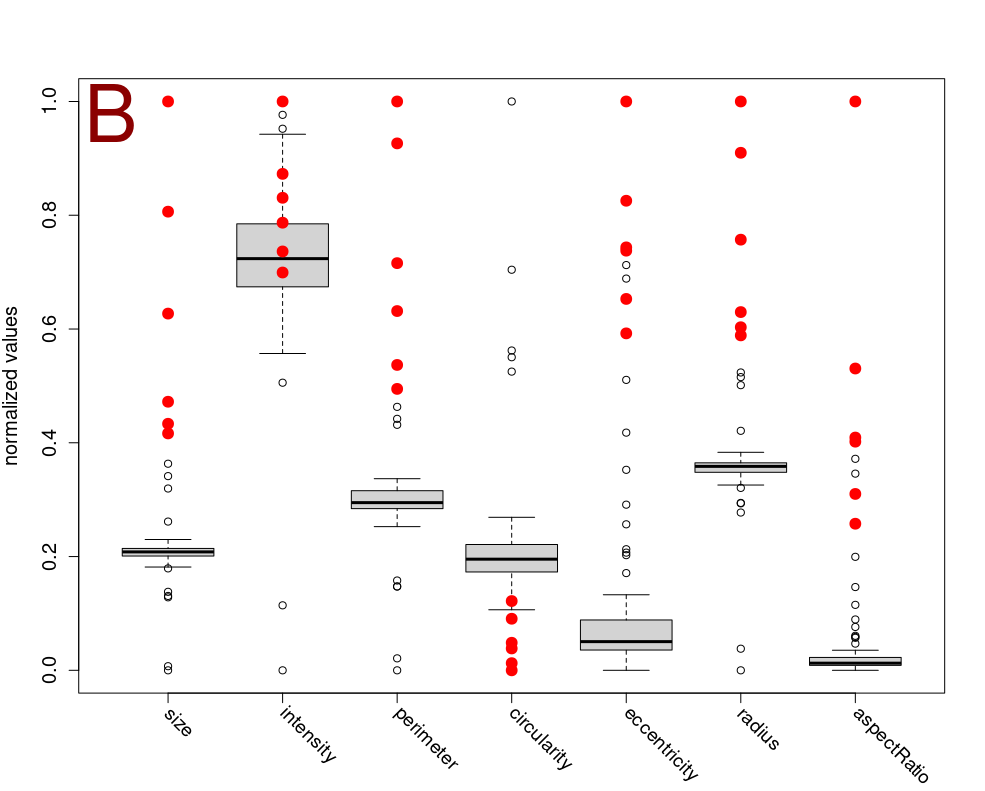 Clustering Microbeads Based on Shape and Intensity Features: A) The utilization of Self-Organizing Maps (SOM) enables the clustering of microbeads into two distinct groups based on shape and intensity features extracted using the shapeFeatures() function. This method enables the precise clustering of microbeads according to a range of properties, including intensity, area, perimeter, circularity, radius, and aspect ratio. This facilitates a deeper understanding of the morphological variations observed in the microbeads. B) The attributes utilized as input for the SOM algorithm are illustrated in this plot. To ensure comparability, the different parameters have been normalized using a min-max normalization procedure. The points highlighted in red represent the microbeads that are also highlighted in red in Figure A. Notably, these highlighted points differ from the most commonly occurring values in all attributes except for the intensity.